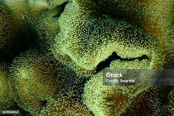 Anemone Close Up Stock Photo - Download Image Now - Australia, Great Barrier Reef, Polyp Corals