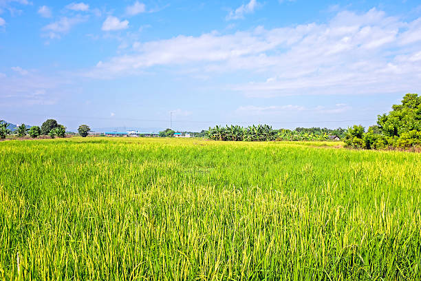 istock Rice fields in the countryside from Myanmar 503960498