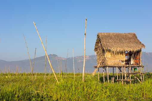 Cottage, Paddy field, Rice