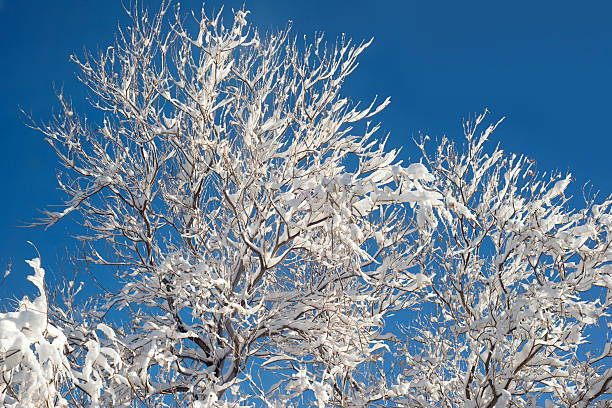 istock Beautiful Winter with Frozen, Snow Covered Branches on Blue Sky 503961002