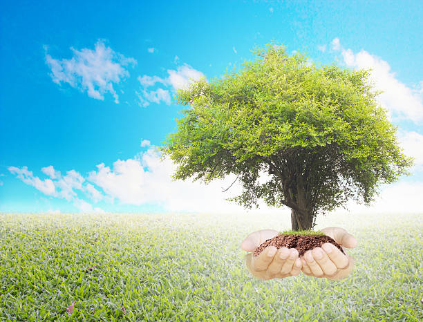istock Trees in hands with nature abstract background. 503961278