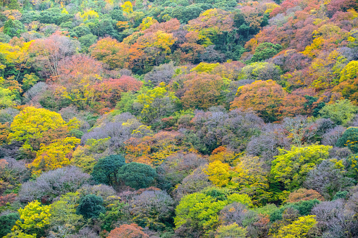 maple tree in Arashiyama, Japan