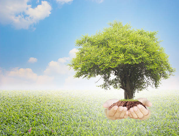 istock Trees in hands with nature abstract background. 503961554