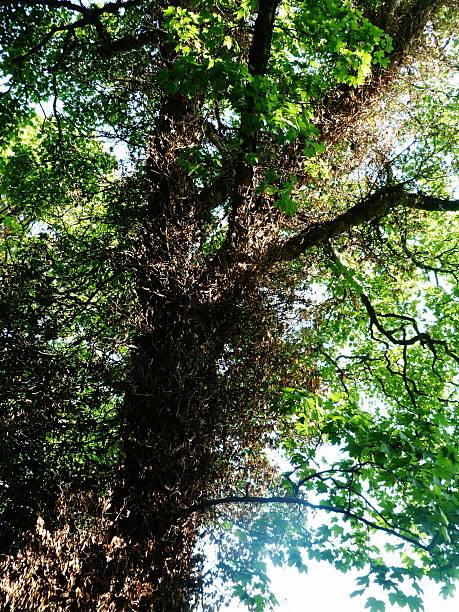 istock tree wrapped with brown ivy leaves 503961694