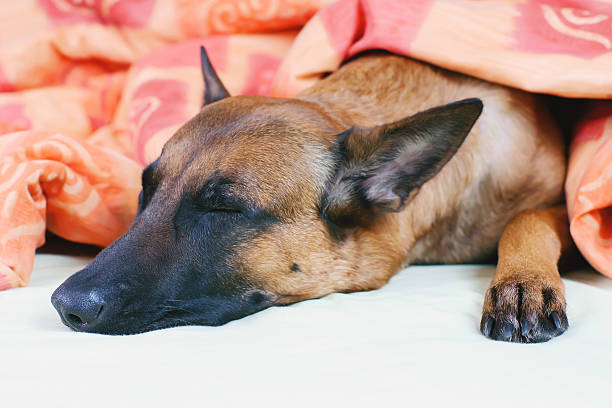 istock Belgian Shepherd dog Malinois sleeping on owner's bed 503961744