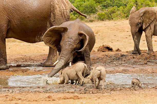 Young African elephant splashing in a waterhole while warthog are having a drink