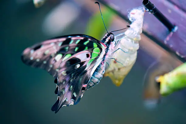 Photo of Tailed Jay Butterfly
