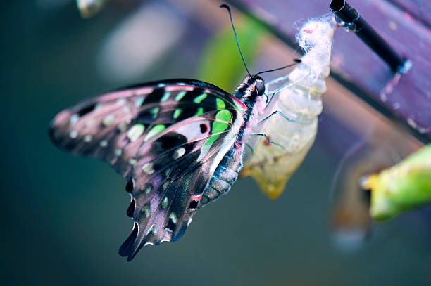 Borboleta-de-Jay - fotografia de stock