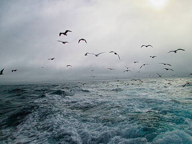istock Dawn at Sea, Monterey Bay, California 503962254