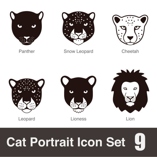 Black Big Cat Breed Face Cartoon Flat Icon Series Stock Illustration -  Download Image Now - Cheetah, Lioness - Feline, Leopard - iStock