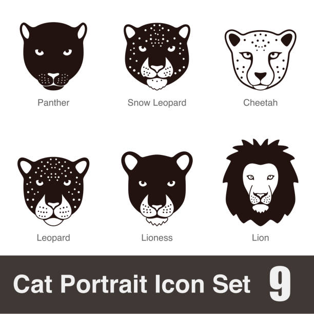 Black Big Cat Breed Face Cartoon Flat Icon Series Stock Illustration - Download Image Now - Cheetah, Lioness - Feline, Leopard - iStock Black Big Cat Breed Face Cartoon Flat Icon Series Stock Illustration - Download Image Now - Cheetah, Lioness - Feline, Leopard - iStock