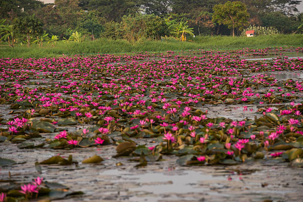 istock pink color fresh lotus blossom 503976968