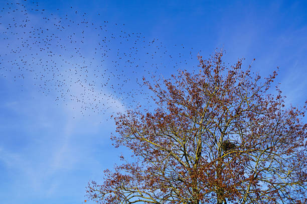 istock hundreds of birds flying to a tree 503977882