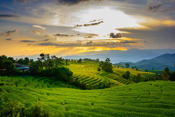 istock rice terraces in sunset 503978158