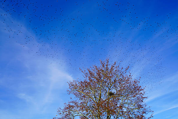 istock sky full of birds 503978208