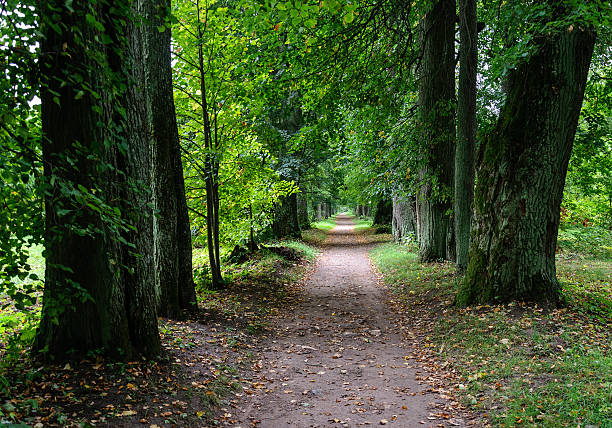 istock Linden alley in the old park, fall 503978394
