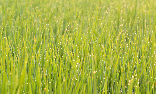 Rice spike in the rice field