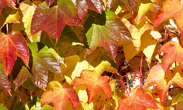 istock closeup of a virginia creeper 503978996