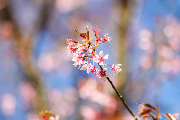 istock Thai Sakura flower Chiang Mai Thailand 503979416
