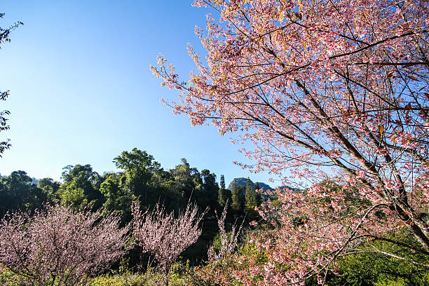istock Thai Sakura flower Chiang Mai Thailand 503979428