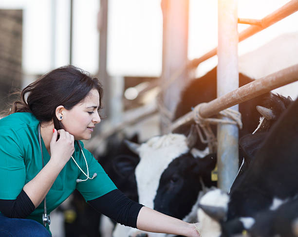 istock Vet Woman Working 503979490