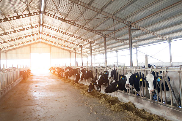 celeiro - cattle shed cow animal imagens e fotografias de stock