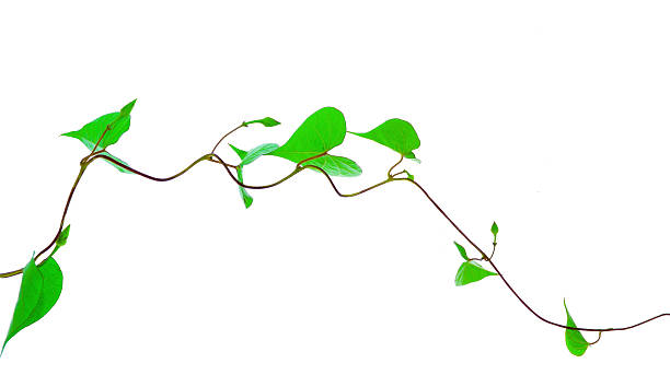 istock Green leaves isolated on white background 503979954