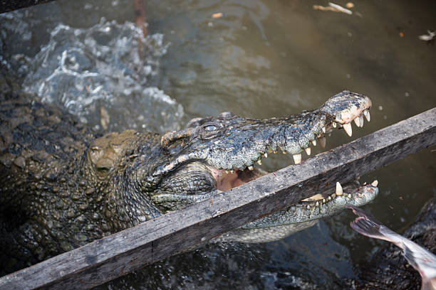 istock Closeup of Crocodile 503981284
