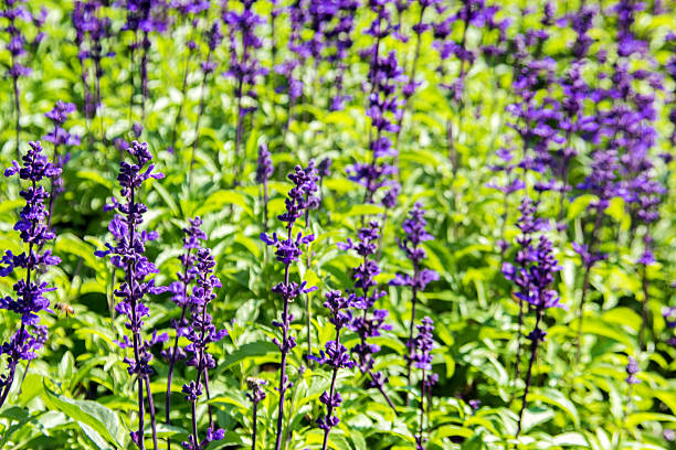 istock purple lavender flower in garden 503981434