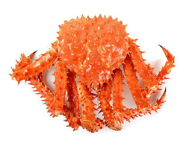 istock Alaskan king carb in isolated white background 503981470