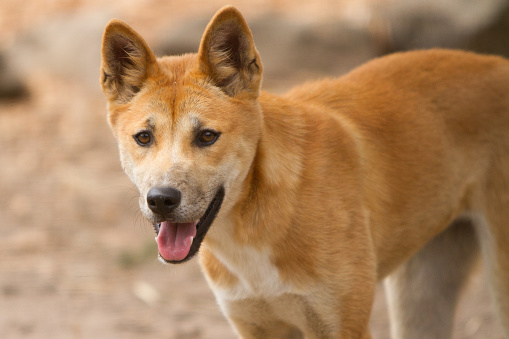 Close up shot of a dingo pup aged around 3 months. Dingoes are the wild dog of Australia. 