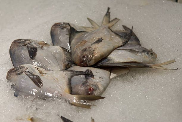 istock Fish laying on ice at a shop shelf 503983256