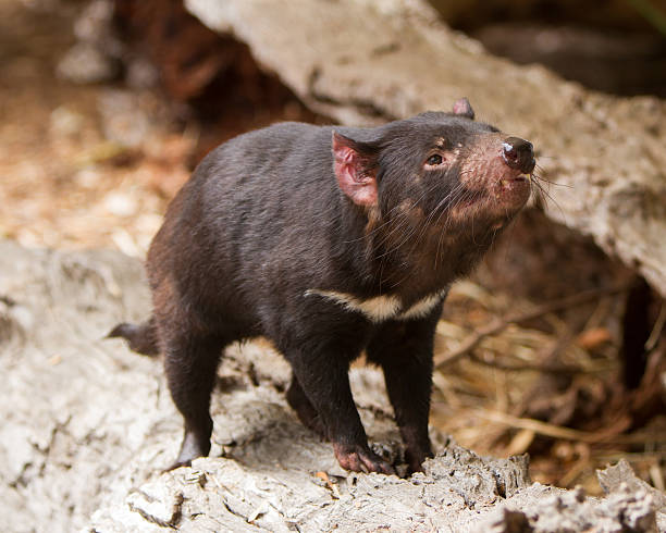 istock Tasmanian Devil Sniffing the Air 503983280