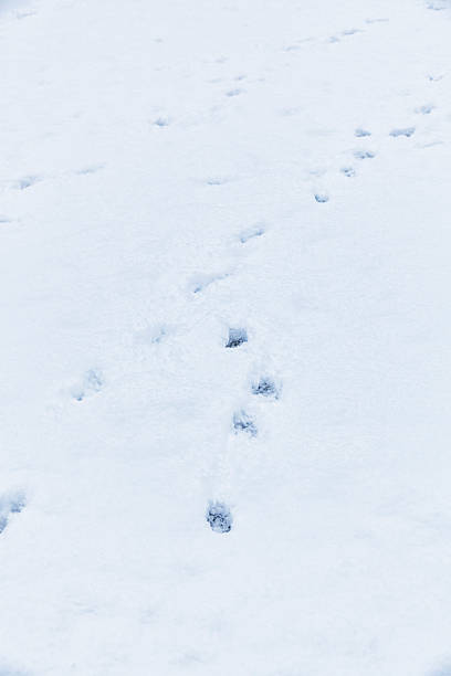 istock Winter Snow Running Dog Paw Print Tracks 503983294
