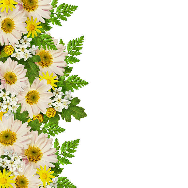 istock Asters and wild flowers border 503983908