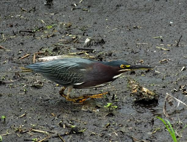 green heron (butorides virescens) - virescens stock-fotos und bilder