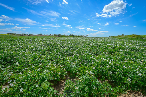 potato field under blue sky