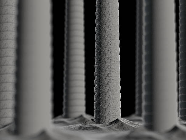 Hairs under the microscope