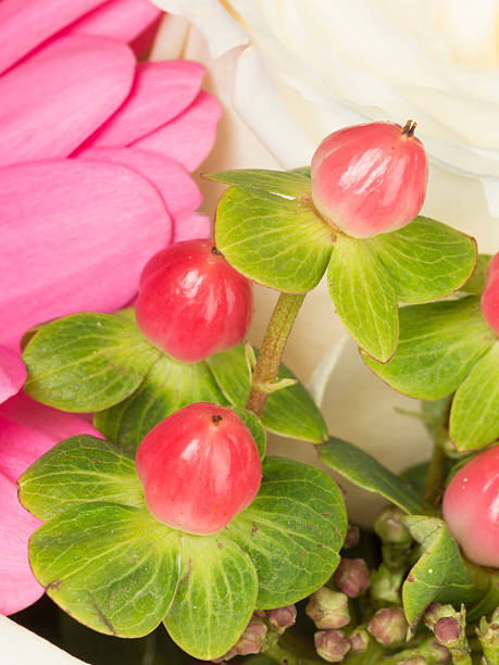 istock red berries hypericum in the bouquet 503987314