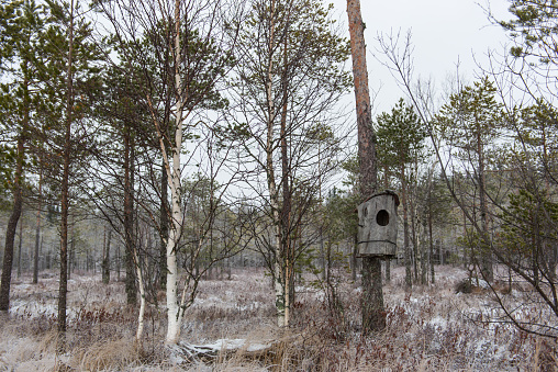 Non-urban birdhouse in Northern Finland.