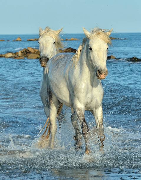 istock Two White Camargue Horses 503988240