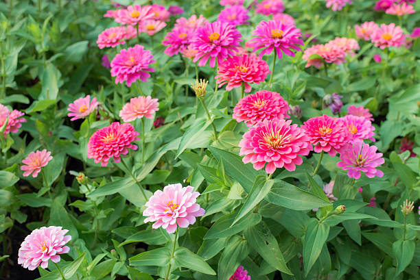 istock Zinnia Flowers in Garden 503988416