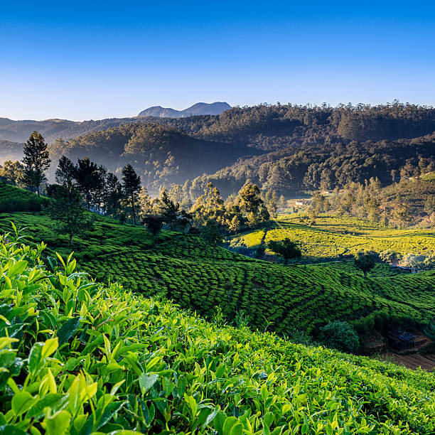 am frühen morgen auf teeplantage, nuwara eliya, ceylon - ceylon tea stock-fotos und bilder