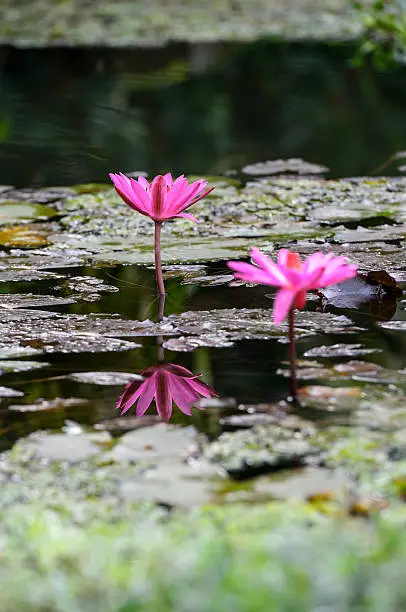 Pink water-lilies (Nymphaea pubescens), (Nymphaeaceae family)