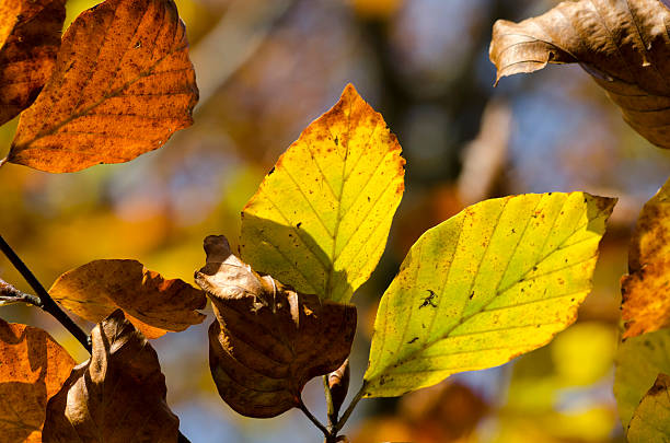 istock colors of autumn 503991480