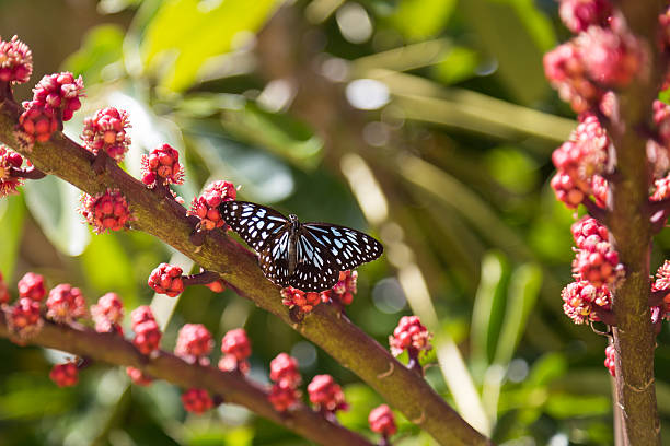 Photograph of a blue spotted butterfly on Dunk Island in Queensland, Australia.