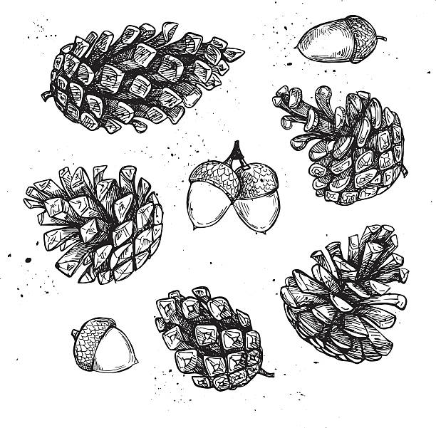 hand drawn vector illustrationen. sammlung von pine hütchen. forest - förster wald stock-grafiken, -clipart, -cartoons und -symbole