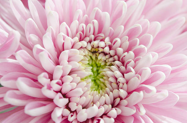 purple pastel daisy flower close up petals