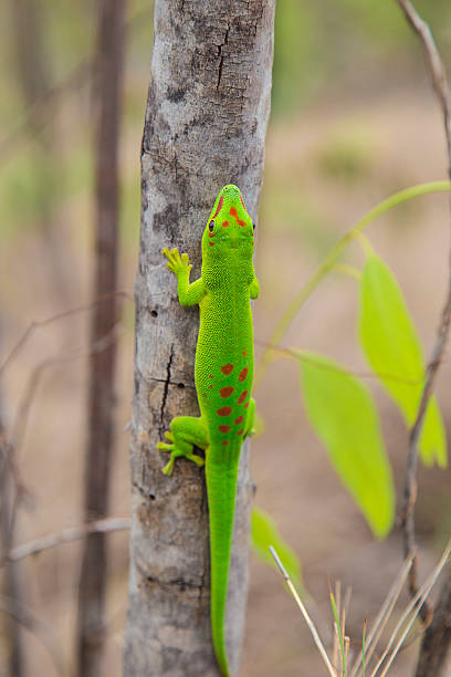 istock Giant daily Geko lizard in Madagascar 504004362