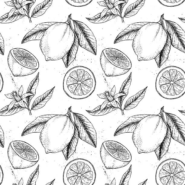 Hand drawn vector seamless pattern. Collections of Lemons. Hand drawn vector seamless pattern. Collections of Lemons. Branch with lemon. Lemon blossom citric acid stock illustrations